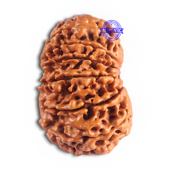 14 Mukhi Nepalese Rudraksha - Bead No. 276