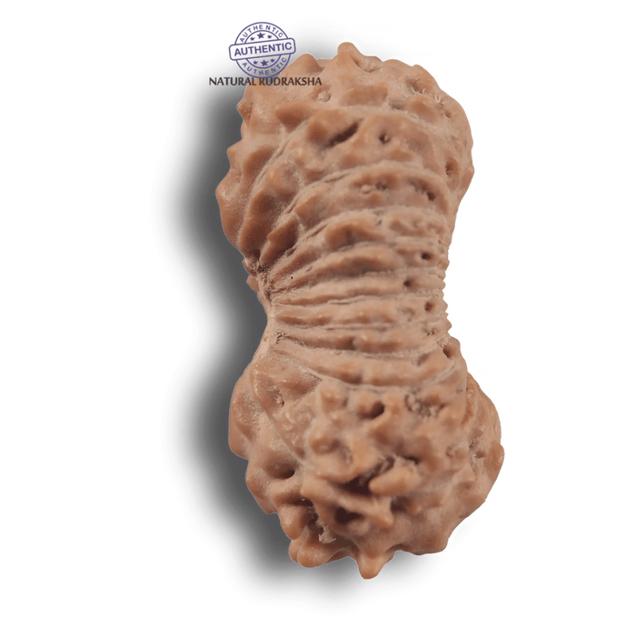 21 Mukhi Indonesian Rudraksha - Bead No. 170