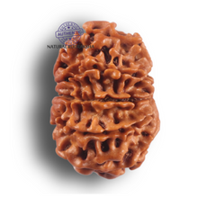 Load image into Gallery viewer, 9 Mukhi Nepalese Rudraksha - Bead No. 468
