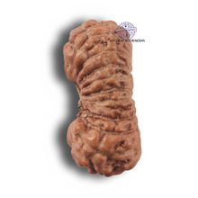 Load image into Gallery viewer, 23 Mukhi Rudraksha from Indonesia

