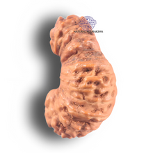 Load image into Gallery viewer, 26 Mukhi Rudraksha from Indonesia O
