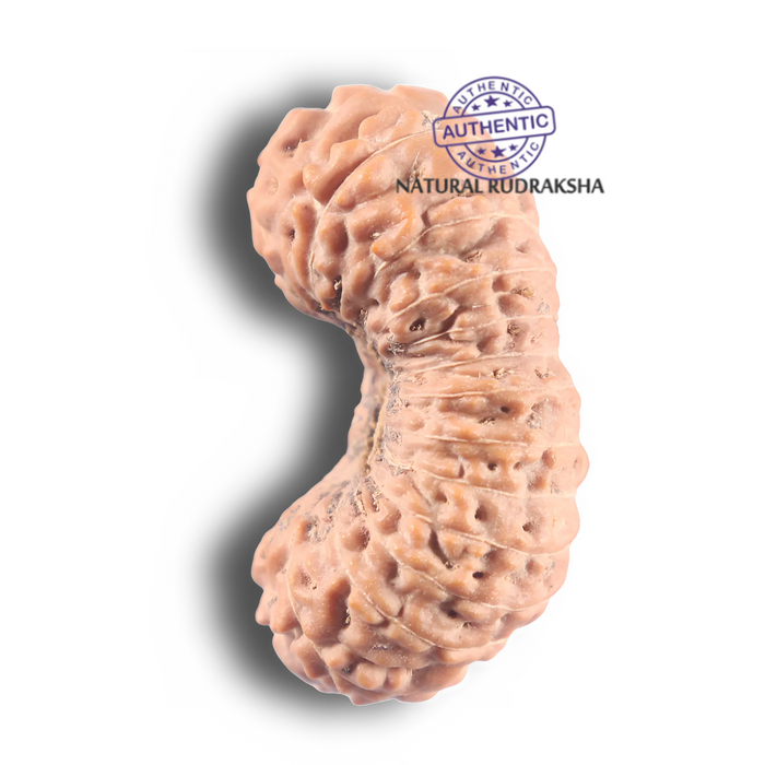 26 Mukhi Rudraksha from Indonesia