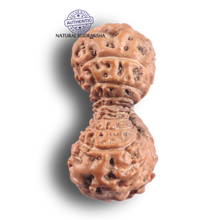 Load image into Gallery viewer, 21 Mukhi Indonesian Rudraksha - Bead No. 173

