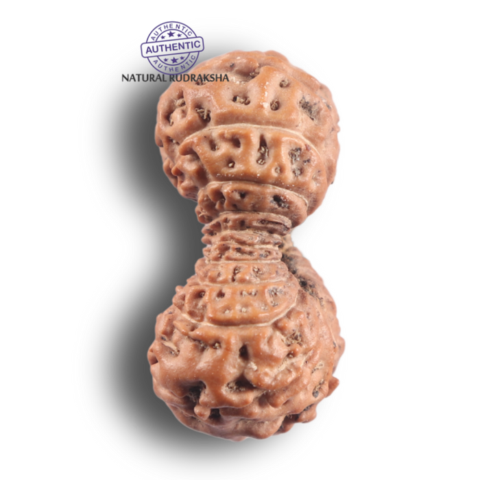 21 Mukhi Indonesian Rudraksha - Bead No. 173