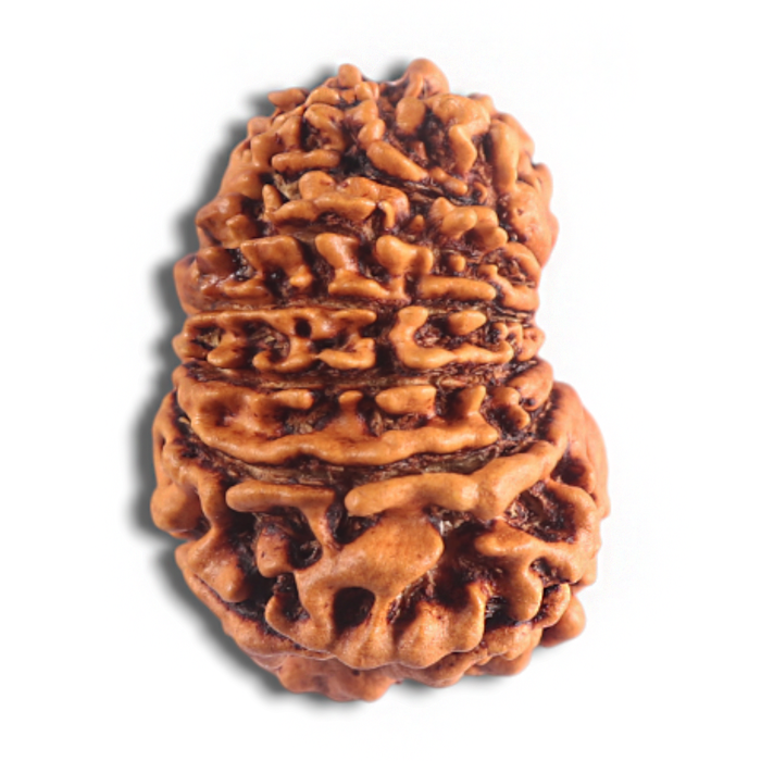 14 Mukhi Nepalese Rudraksha - Bead No. 338