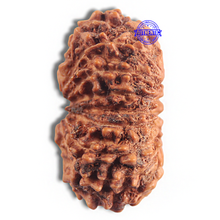 Load image into Gallery viewer, 16 Mukhi Rudraksha from Indonesia - Bead No 229

