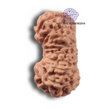 Load image into Gallery viewer, 17 Mukhi Rudraksha from Indonesia - Bead No. 291

