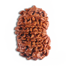 Load image into Gallery viewer, 14 Mukhi Nepalese Rudraksha - Bead No. 308
