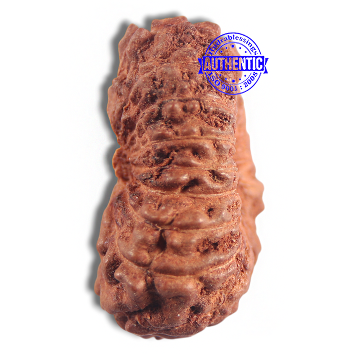 16 Mukhi Rudraksha from Indonesia - Bead No 228