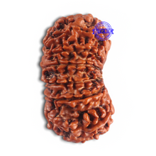 Load image into Gallery viewer, 14 Mukhi Nepalese Rudraksha - Bead No. 181
