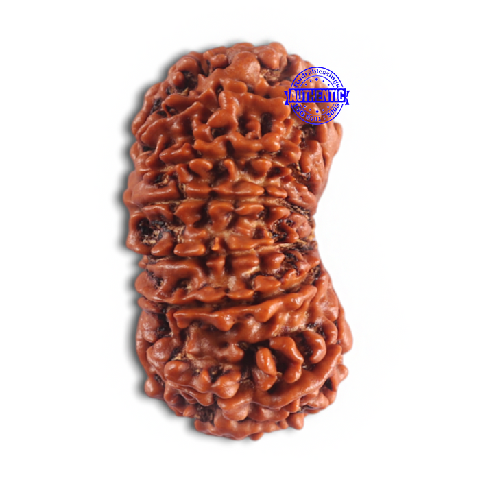 14 Mukhi Nepalese Rudraksha - Bead No. 181
