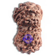 Load image into Gallery viewer, 16 Mukhi Gaurishankar Rudraksha from Indonesia - Bead No. 236
