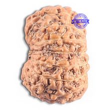 Load image into Gallery viewer, 16 Mukhi Rudraksha from Indonesia - Bead No. 321
