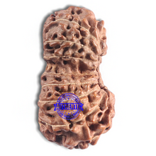 Load image into Gallery viewer, 16 Mukhi Gaurishankar Rudraksha from Indonesia - Bead No. 234
