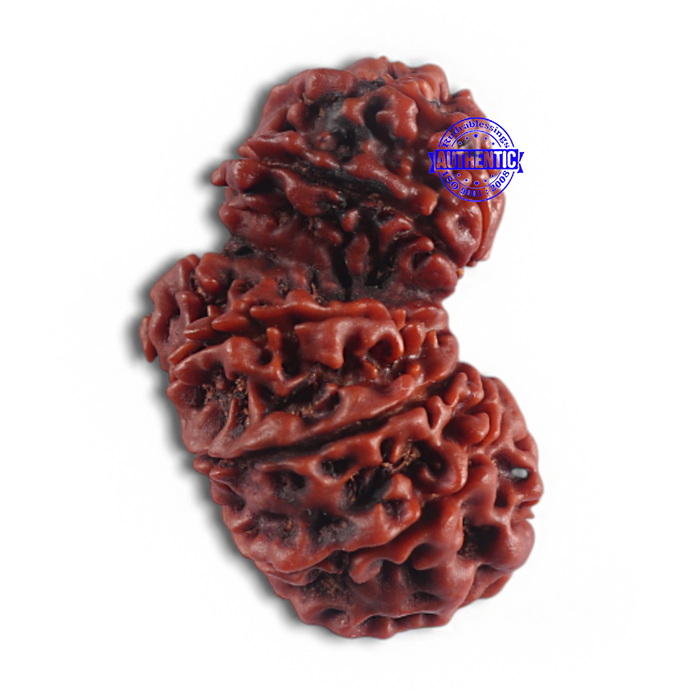 14 Mukhi Nepalese Garbhgauri Rudraksha - Bead No. 164