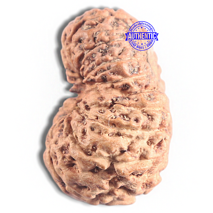 16 Mukhi Rudraksha from Indonesia - Bead No. 311