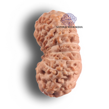 Load image into Gallery viewer, 17 Mukhi Rudraksha from Indonesia - Bead No. 295
