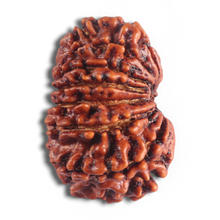 Load image into Gallery viewer, 14 Mukhi Nepalese Rudraksha - Bead No. 341
