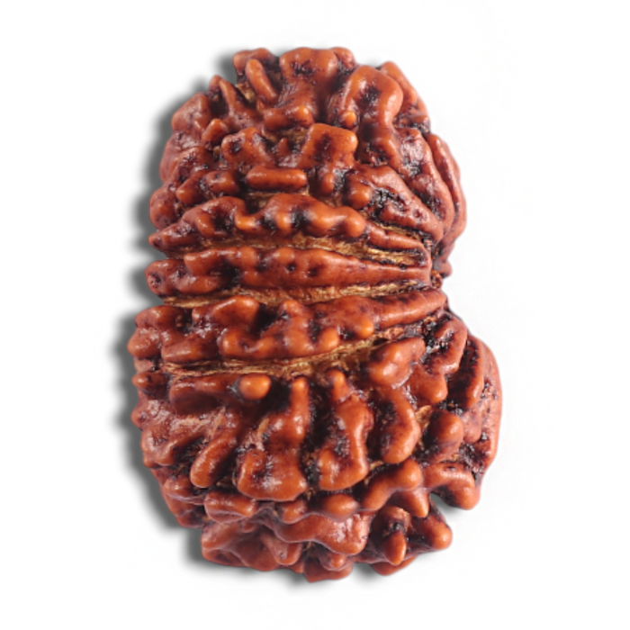 14 Mukhi Nepalese Rudraksha - Bead No. 341