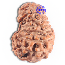 Load image into Gallery viewer, 16 Mukhi Rudraksha from Indonesia - Bead No. 320
