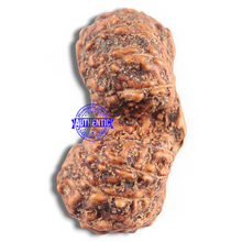 Load image into Gallery viewer, 16 Mukhi Gaurishankar Rudraksha from Indonesia - Bead No. 183
