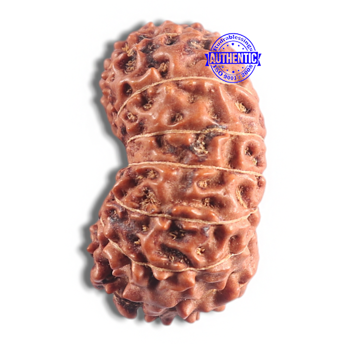 15 Mukhi Indonesian Rudraksha - Bead No. 80