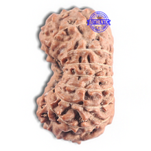 Load image into Gallery viewer, 16 Mukhi Rudraksha from Indonesia - Bead No. 315
