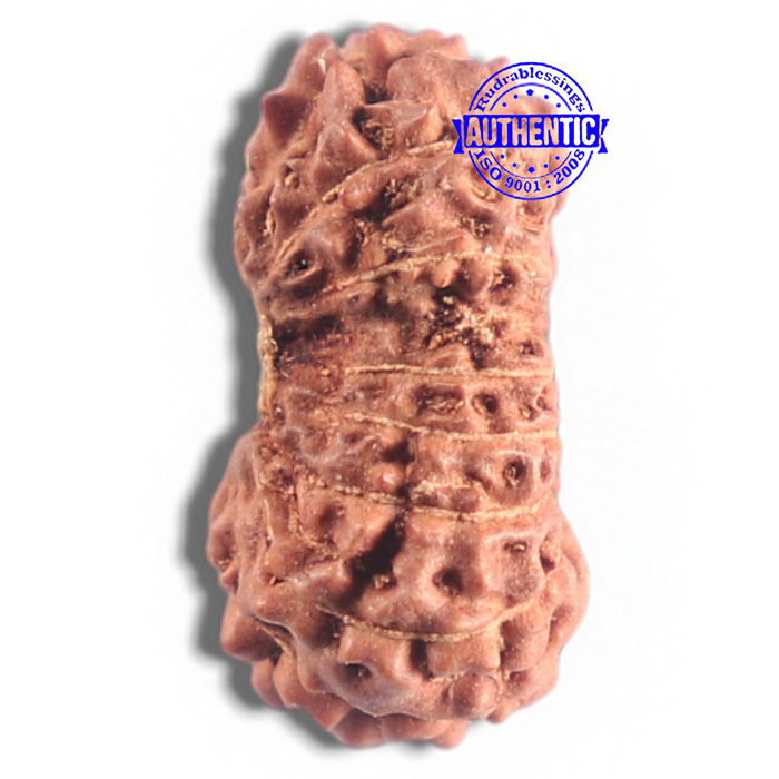 16 Mukhi Rudraksha from Indonesia - Bead No. 185