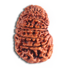 Load image into Gallery viewer, 14 Mukhi Nepalese Rudraksha - Bead No. 313
