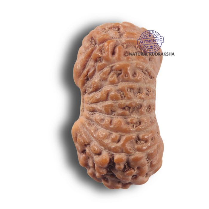 17 Mukhi Rudraksha from Indonesia - Bead No. 285