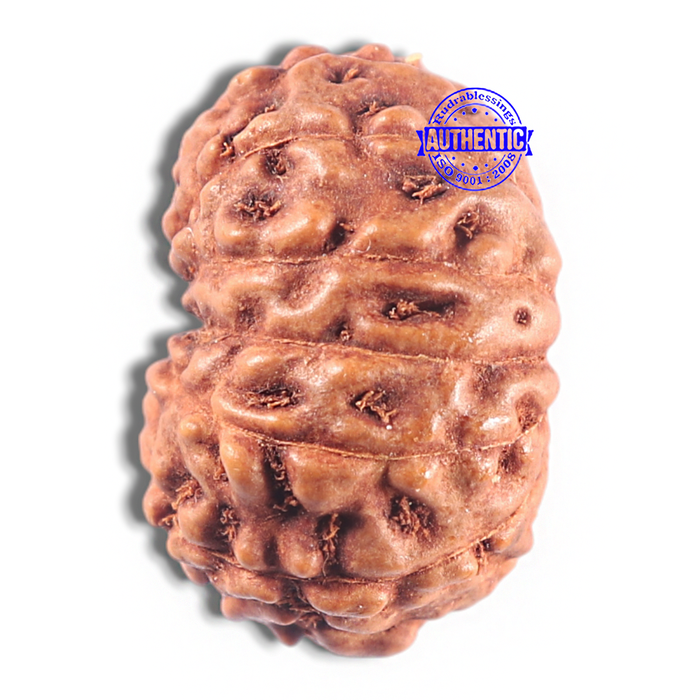 15 Mukhi Indonesian Rudraksha - Bead No. 107