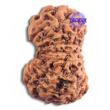 Load image into Gallery viewer, 16 Mukhi Rudraksha from Indonesia - Bead No. 294
