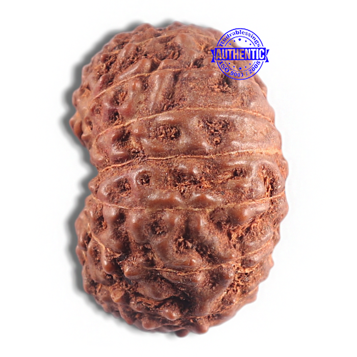 15 Mukhi Indonesian Rudraksha - Bead No. 105