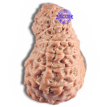 Load image into Gallery viewer, 16 Mukhi Rudraksha from Indonesia - Bead No. 316
