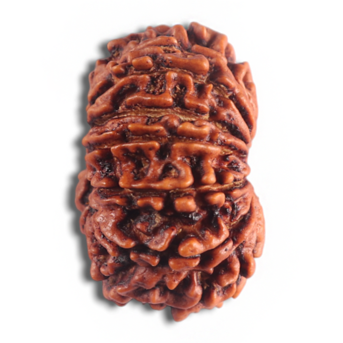 14 Mukhi Nepalese Rudraksha - Bead No. 340