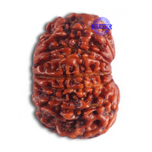 Load image into Gallery viewer, 14 Mukhi Nepalese Rudraksha - Bead No. 282
