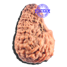 Load image into Gallery viewer, 20 Mukhi Indonesian Rudraksha - Bead 90
