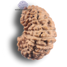 Load image into Gallery viewer, 21 Mukhi Indonesian Rudraksha - Bead No. 172
