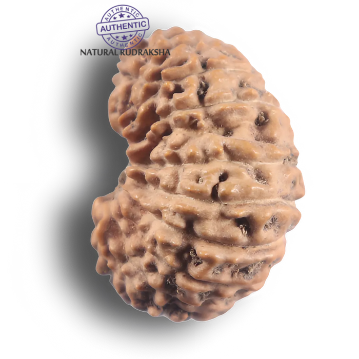 21 Mukhi Indonesian Rudraksha - Bead No. 172