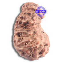 Load image into Gallery viewer, 20 Mukhi Indonesian Rudraksha - Bead 16
