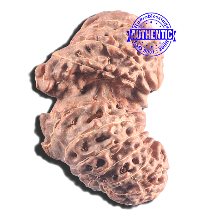 20 Mukhi Indonesian Gaurishankar Rudraksha - Bead 77