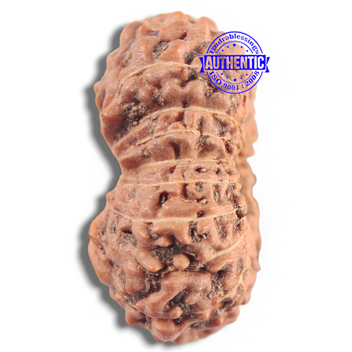 16 Mukhi Rudraksha from Indonesia - Bead No. 205