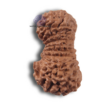 Load image into Gallery viewer, 23 Mukhi Rudraksha from Indonesia Bead No.AJ
