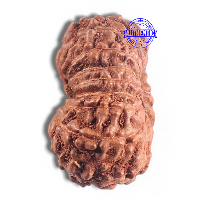 15 Mukhi Indonesian Rudraksha - Bead No. 106