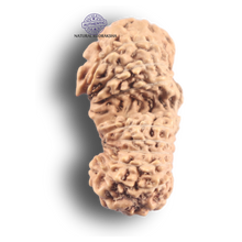 Load image into Gallery viewer, 21 Mukhi Indonesian Gaurishankar Rudraksha - Bead No. 175
