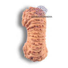 Load image into Gallery viewer, 26 Mukhi Rudraksha from Indonesia P
