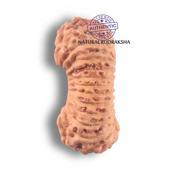 26 Mukhi Rudraksha from Indonesia P