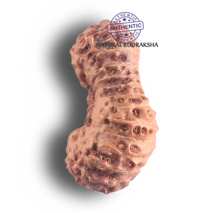 26 Mukhi Rudraksha from Indonesia