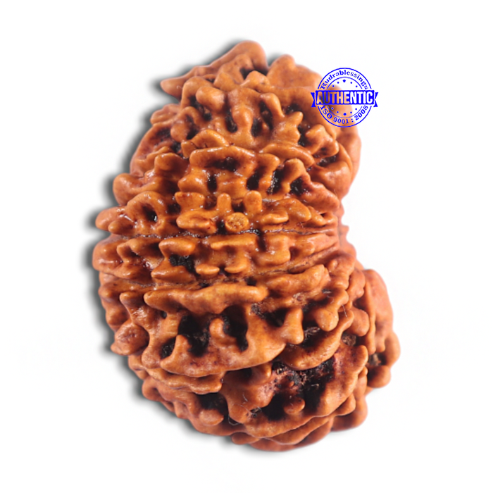 14 Mukhi Nepalese Rudraksha - Bead No. 159