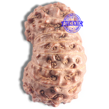 Load image into Gallery viewer, 16 Mukhi Rudraksha from Indonesia - Bead No. 121
